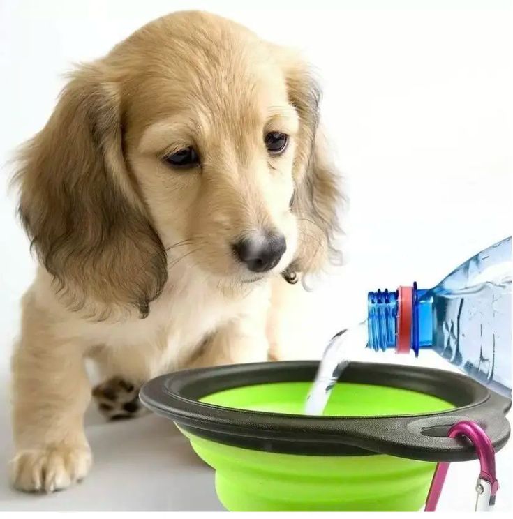 Collapsible pet travel bowls